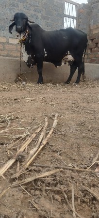 ઓરીજનલ ગીર કાળી કાબરી ગાય