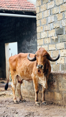 ગાય વેચવા ની છે