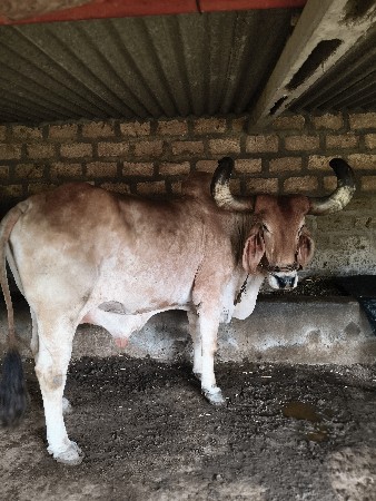 બળદ વેચવાનો છે