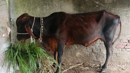 બે જર્સી ગાય