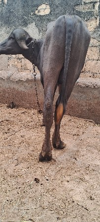 આ પાડો વેચવાનો છે