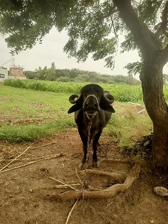 ભેંસ વેચવાની છે