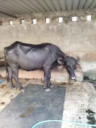 khadeli vechvani chhe