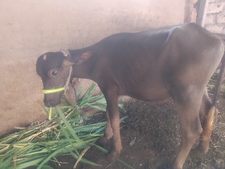 દોઢ વર્ષની પાડી છે