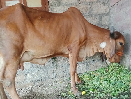 વેચવાની છે