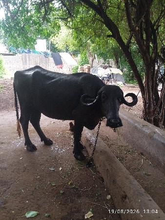 ખડેલી