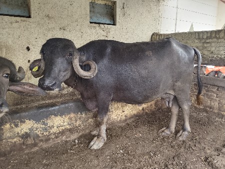 ત્રીજુ વેતર વિહાસે