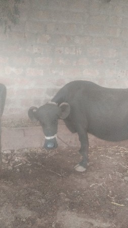 ખડોલી વેચવાની