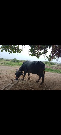 ભેશ