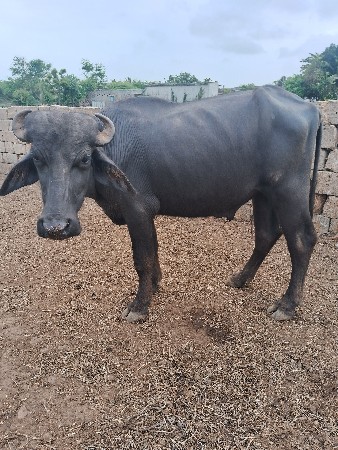 પાડો વેચવાનો છે