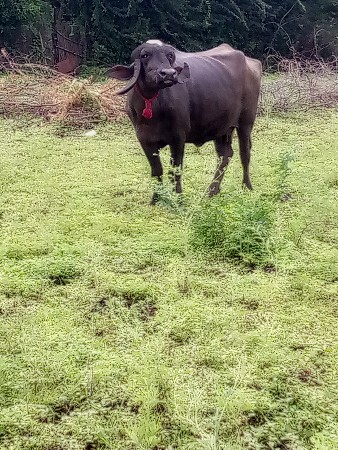 gangni che dudh kare che