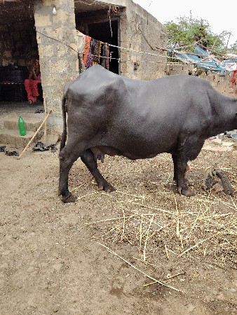 10 મો મહિનો હાલે છે બધી જવાબદારી