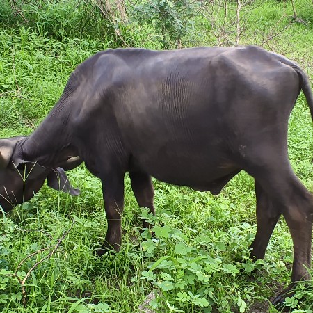 પાડો વેચવાનો સે