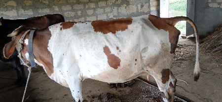 ગાય વેસાવ છે