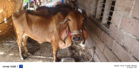 ગીર હોડકા વેચવાના છે