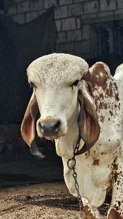 ખૂંટ વેચવાનો છે