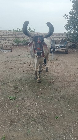 બળદ વેચવાનો છે