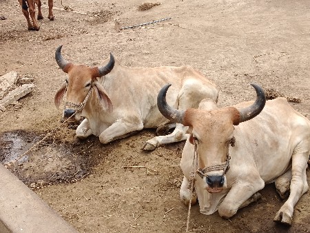 બળદ વેચવાના છે