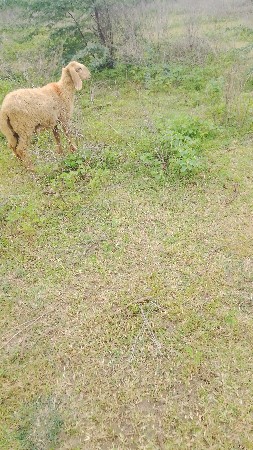 ઘેટી વેચવાની છે