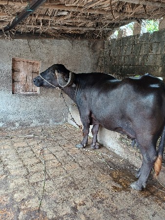 ભેંસ ફુલ જવાબદારી