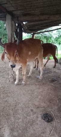 gayu vesvani che