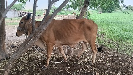 વેચવાની છે મારે છે એટલે વેચવી છે