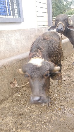 પાડો