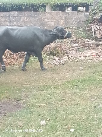 વેસવાનોસે