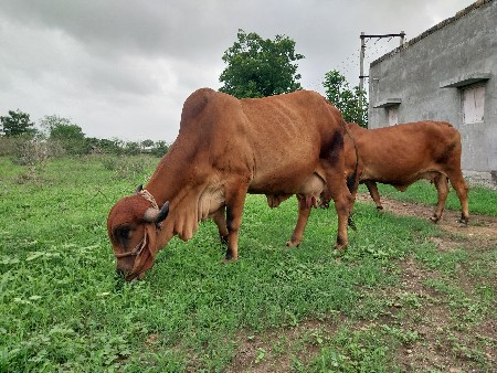 ગાય વેચવાની છે