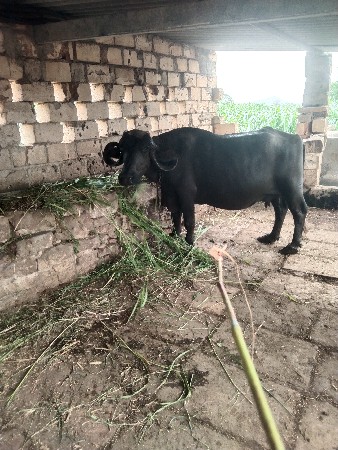 ભેસ વેચવાણી દોથ મહિની