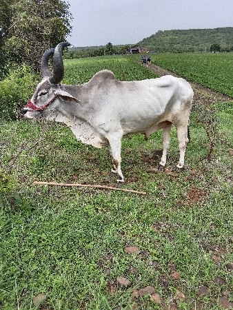 બળદ વેચવાનો છે