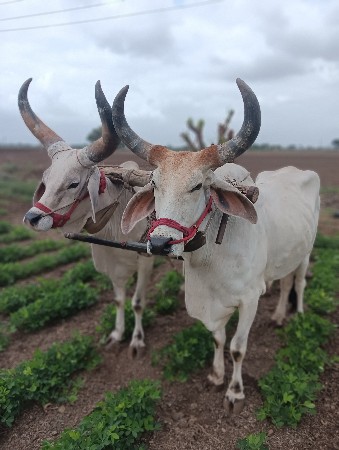 ગોઢલા વેચવાના છે સાવ સોજા છે