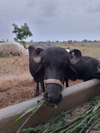 વેચવાની છે