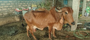 original ગીર ગાય