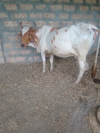 જર્સી કોસગાયવેચવાનીછે