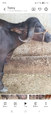 પેલું વેતર ચાર દાંત ખડેલી