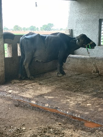 bhesu vesvani 3/4se