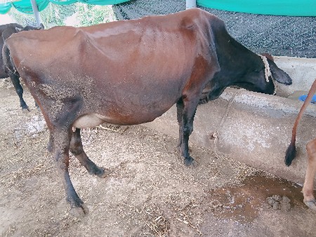 ગાય.ઍશફ.દેવાની.૨૦.દીવસ.કાસિ.સે