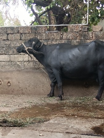 ભેંસ વેચવાની છે