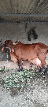 વેચવાની છે