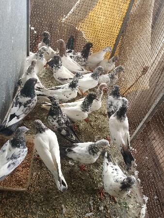 ઉડાન કબૂતર વેચવાના છે 45નંગ છે