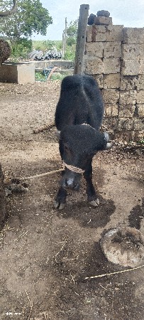 પાડો