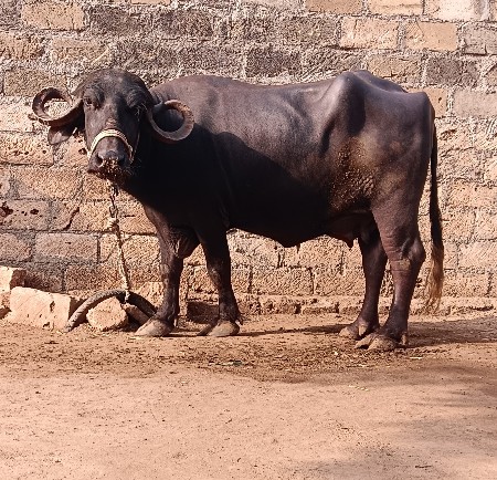 ભેંસ વેચવાની છે