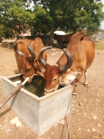 વેચવાના