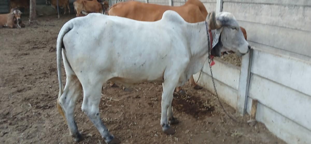 gir cow sell