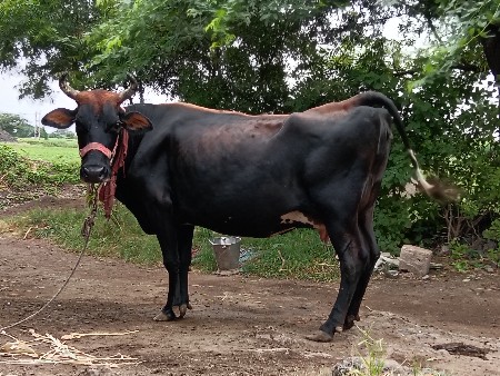 જર્સી ગાય વેચવાની છે ત્રીજું વેતરછે