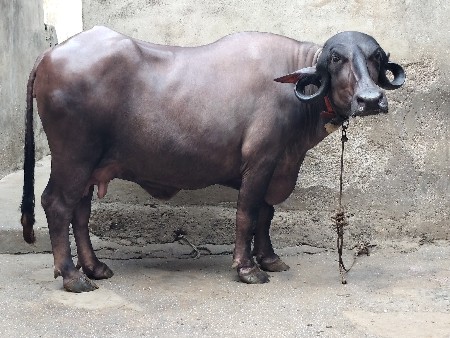 ભેંસ વેચવાની છે.