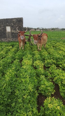 ગોધલા