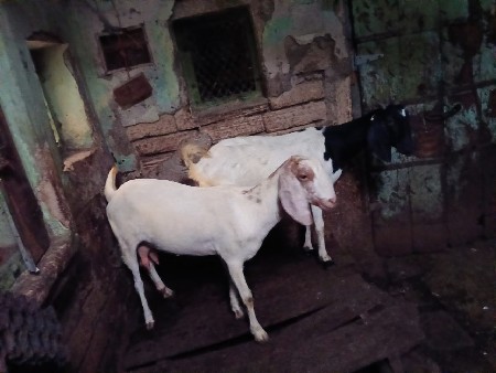 5 bakari