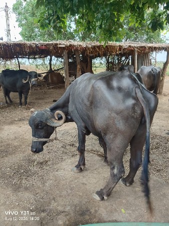 ત્રણ ભેંસ વેચવા ની છે